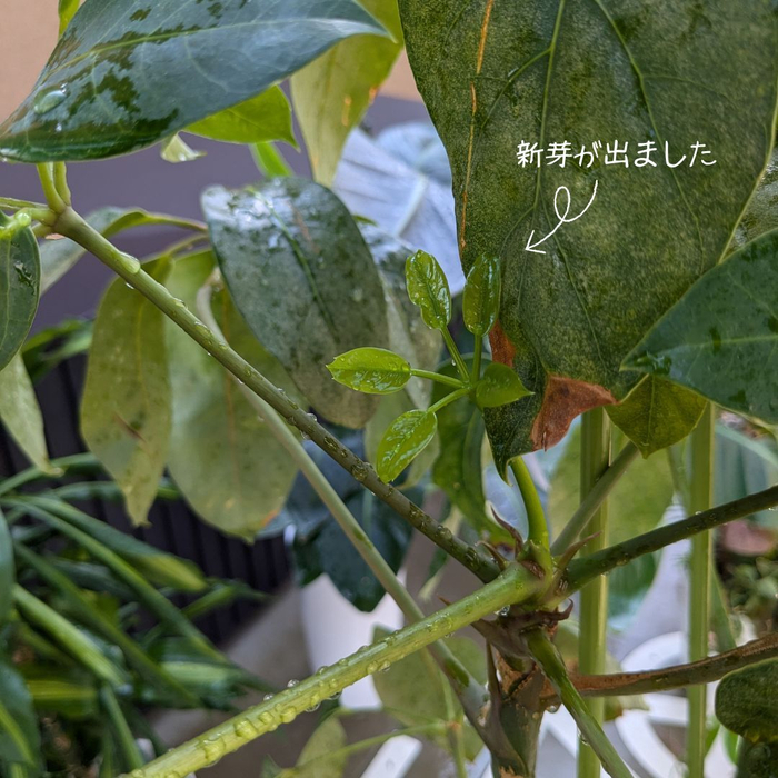 画像1139
