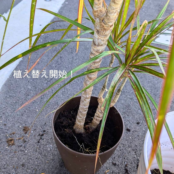 画像1298