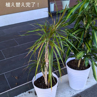 画像1300