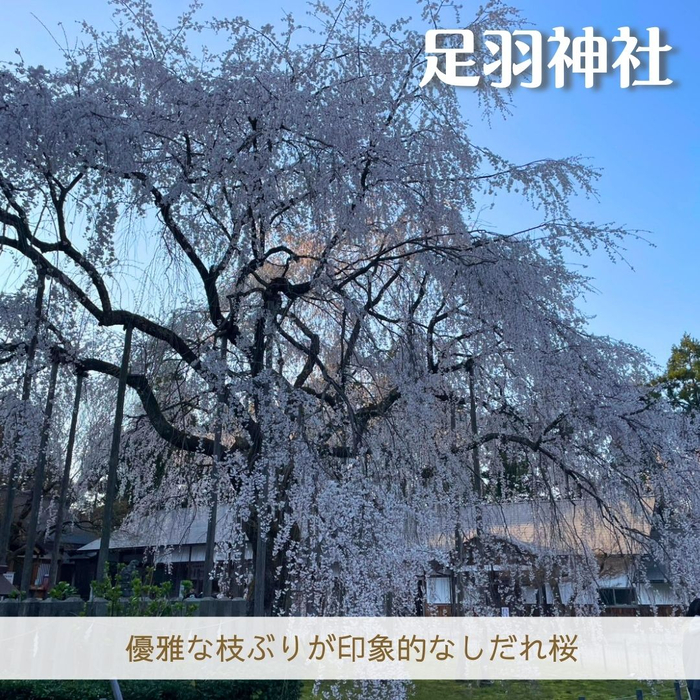 画像1783