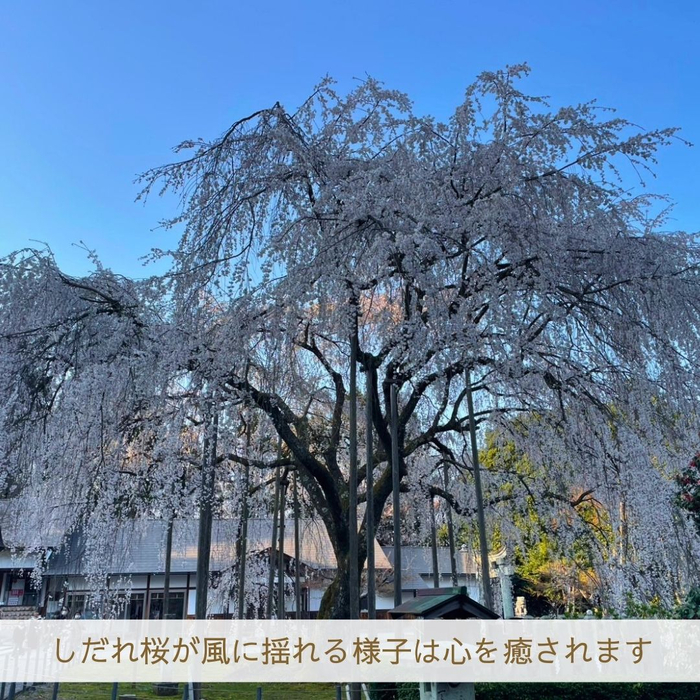 画像1784