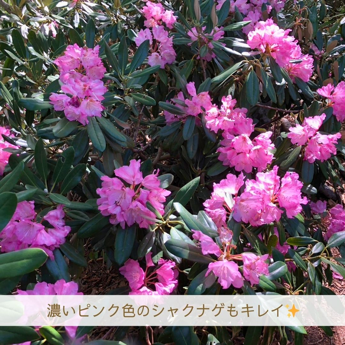 画像1824