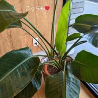 画像2478