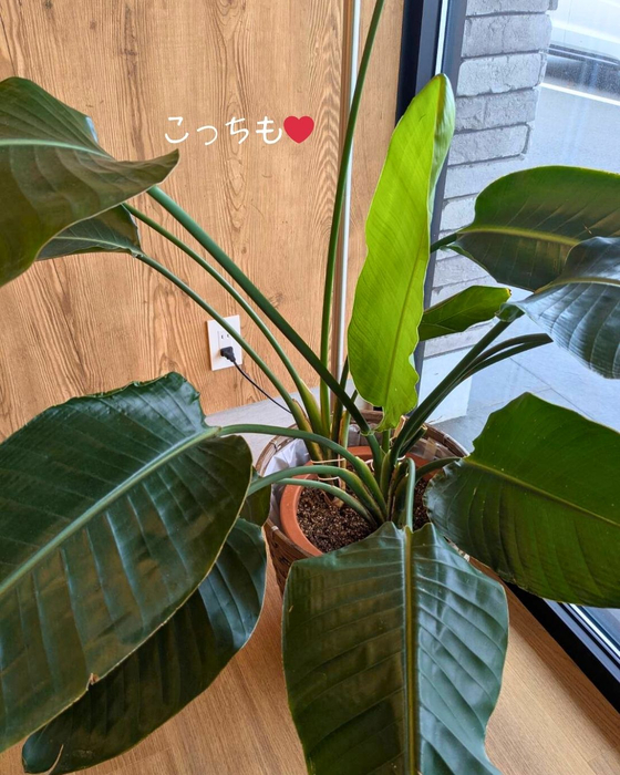 画像2478