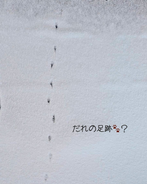 画像2644