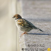 画像3074
