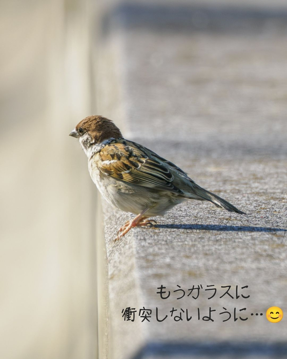 画像3074