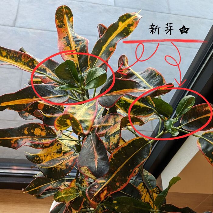 画像338